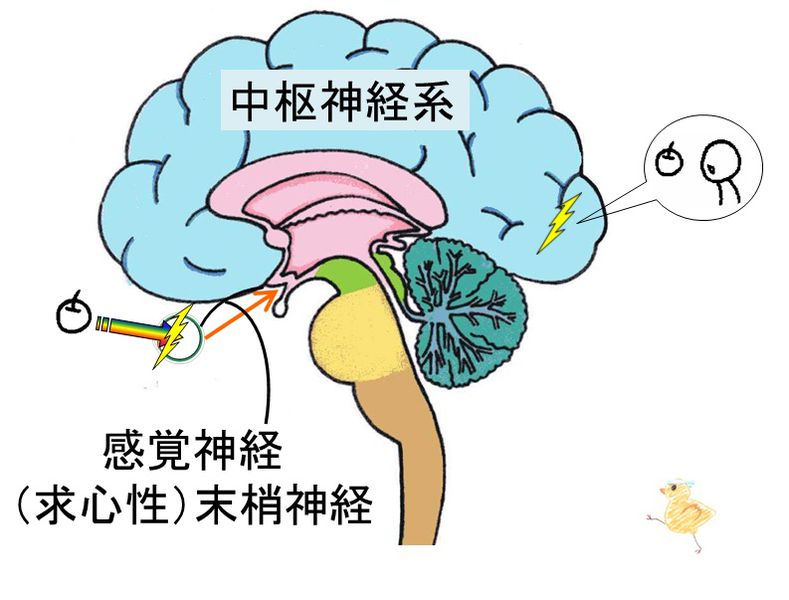 ファイル:03780.jpg