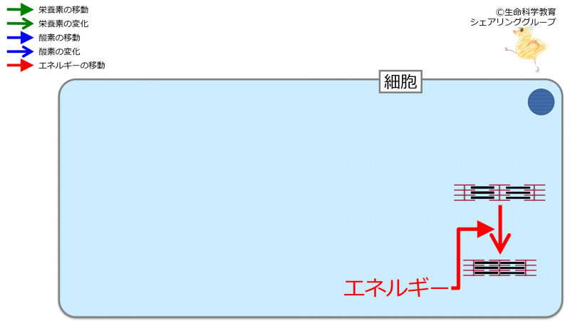 ファイル:Cellactivityandenergy.jpg
