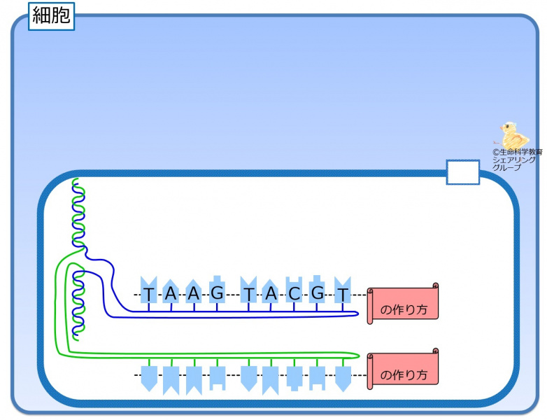 ファイル:Dna bases equence-wb.jpg