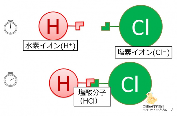 塩酸分子.jpg