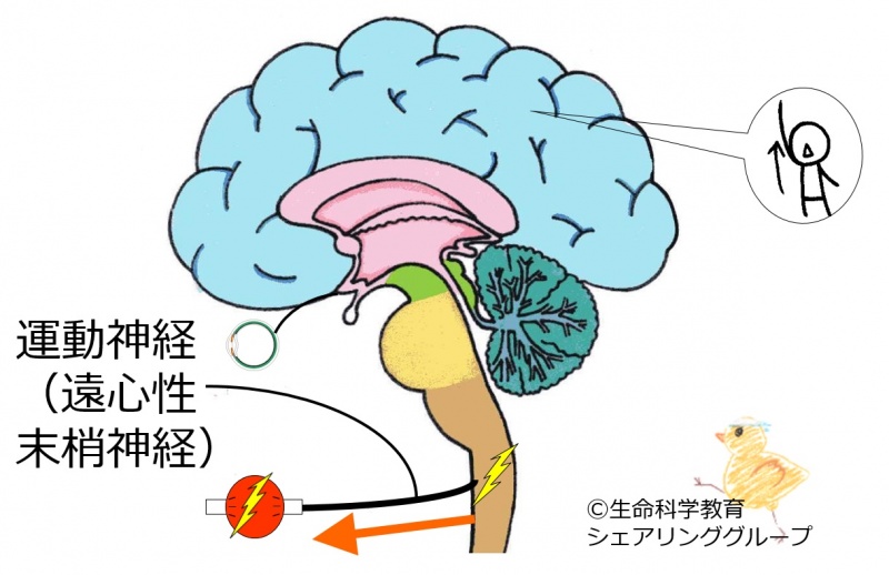 ファイル:03783.jpg