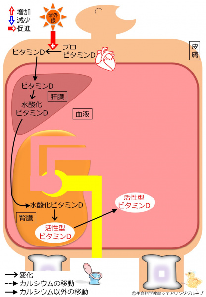 ファイル:04411.jpg