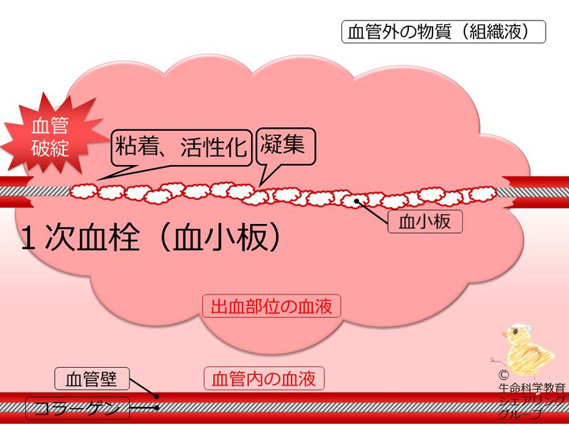 ファイル:04683.jpg