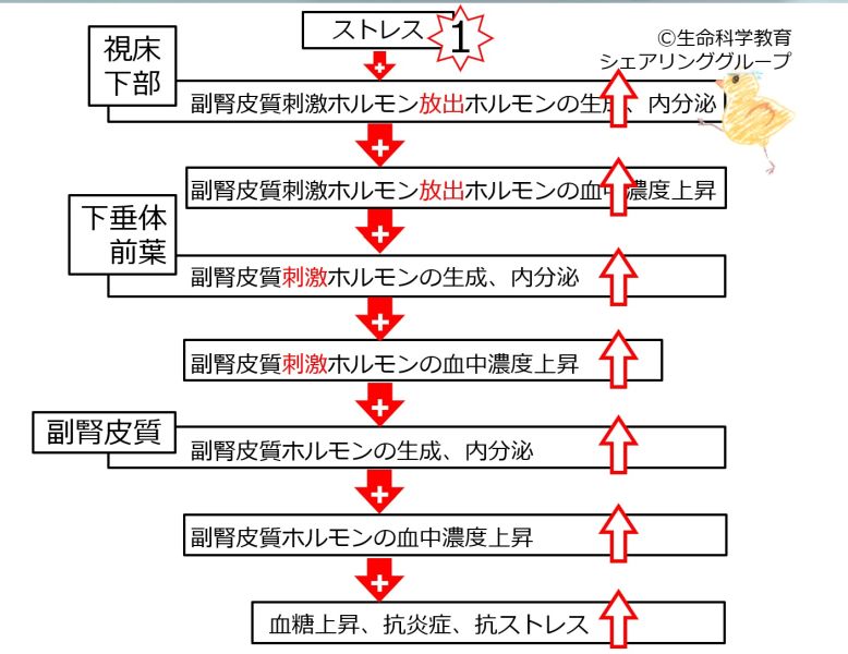 ファイル:03990.jpg