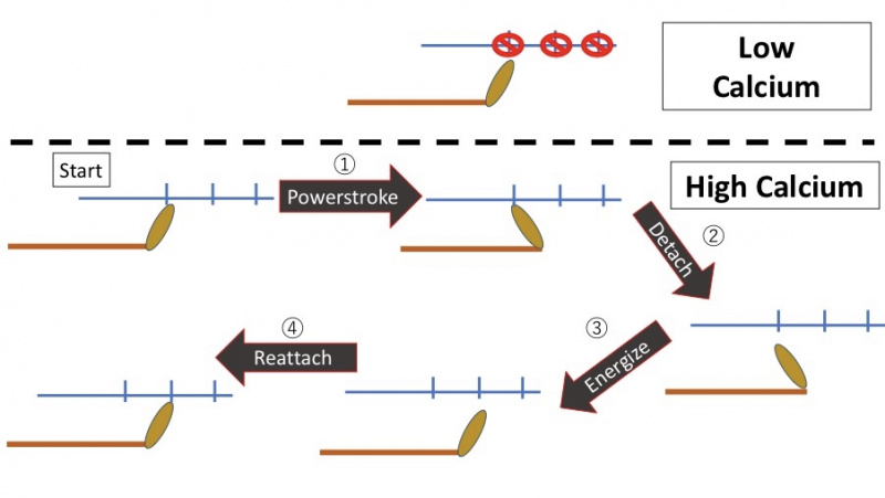 ファイル:Crossbridgecycle.jpg