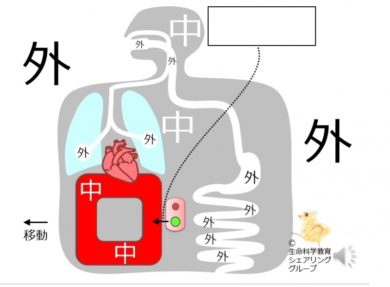 ファイル:Endocrine-7-wb.jpg