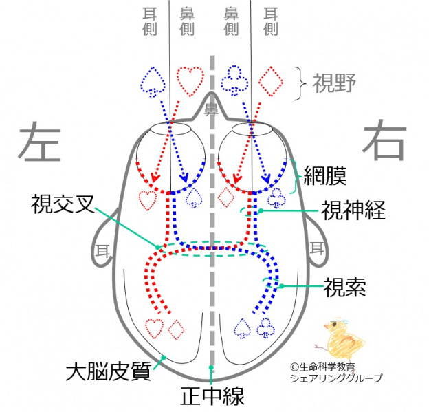 ファイル:00731-wb.jpg
