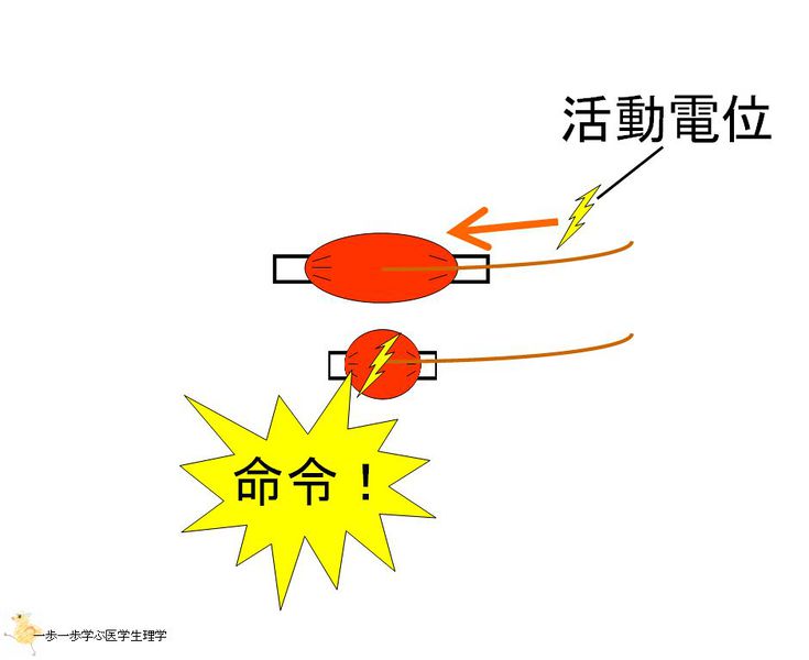 ファイル:01396.jpg