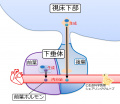 2022年2月27日 (日) 23:05時点における版のサムネイル