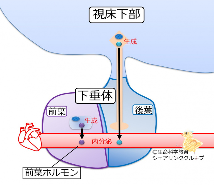 ファイル:04660.jpg