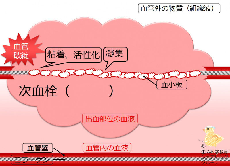 ファイル:04677-wb.jpg