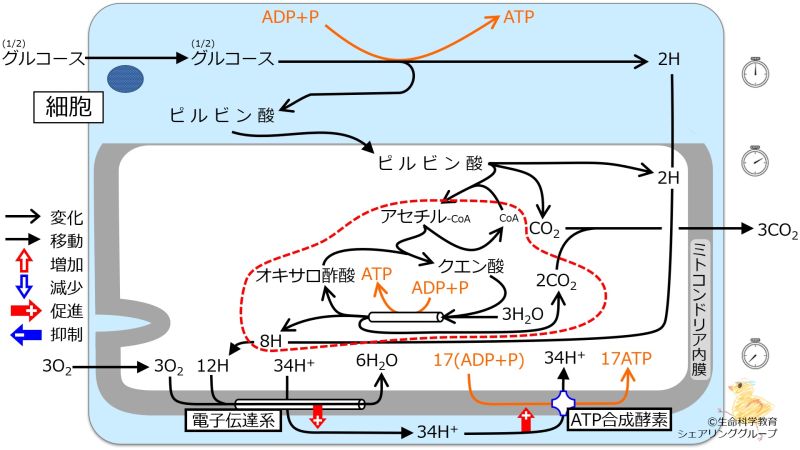 ファイル:TCA-quiz.jpg