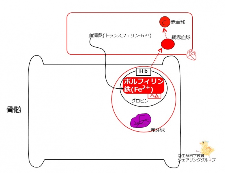 ファイル:00392.jpg