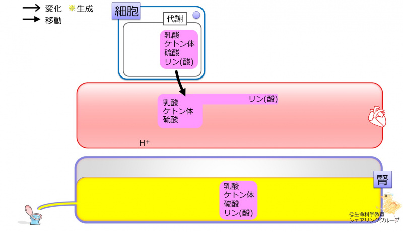 ファイル:03813-wb.jpg