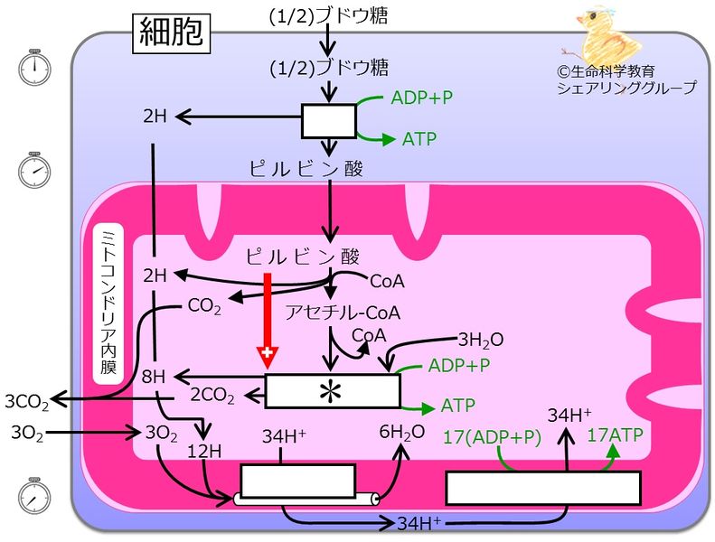 ファイル:クイズクレブス回路blue.jpg