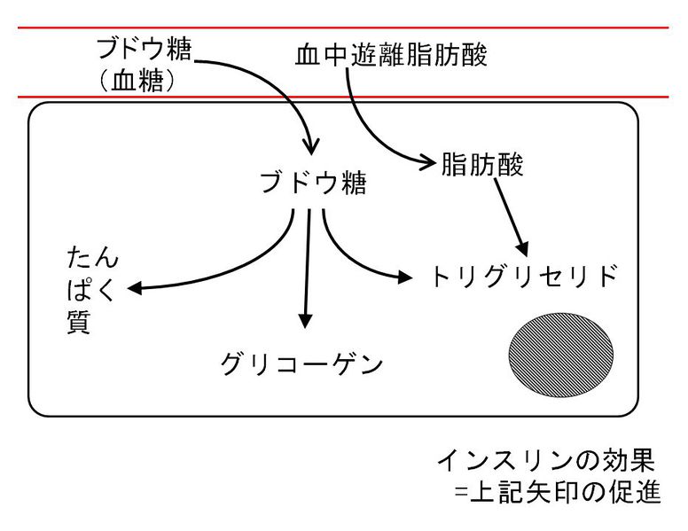 ファイル:00745.jpg