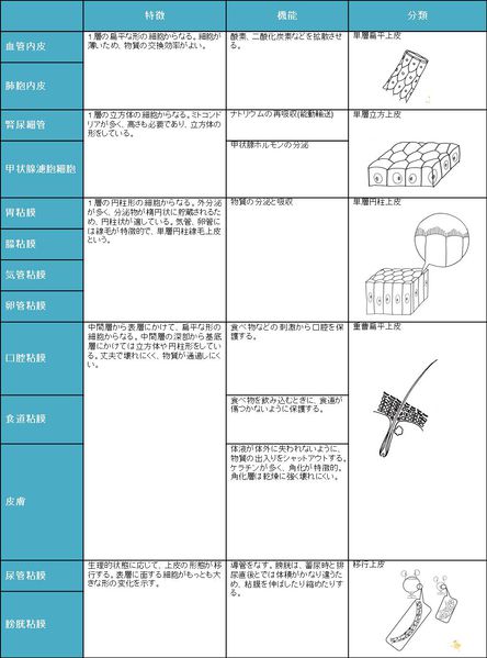 ファイル:04021.jpg