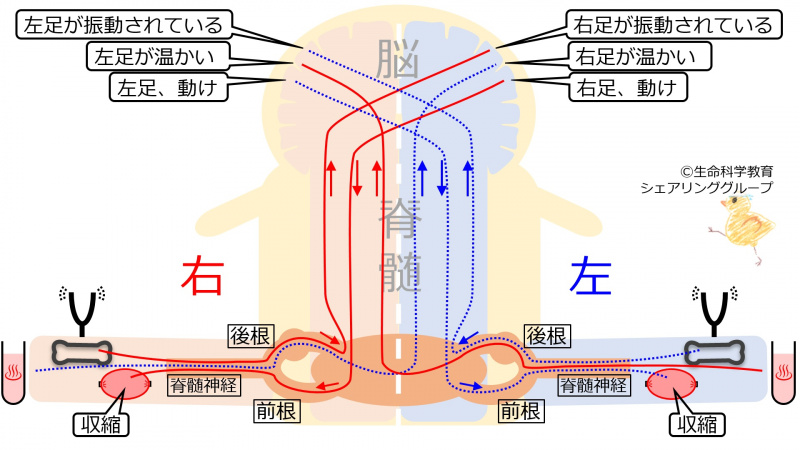 ファイル:SpinalCordLeftHemiSec-wb.jpg