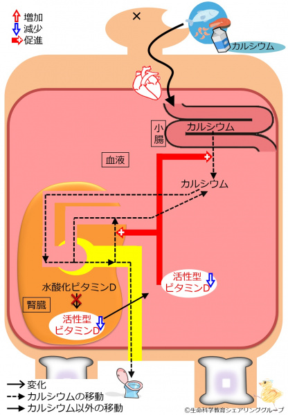 ファイル:04413-wb.jpg