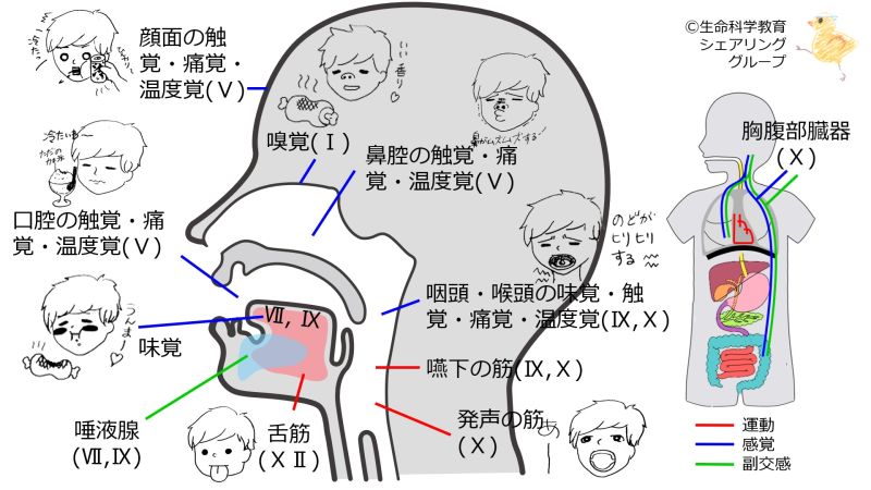 ファイル:Cranial-summary-sideflipped.jpg