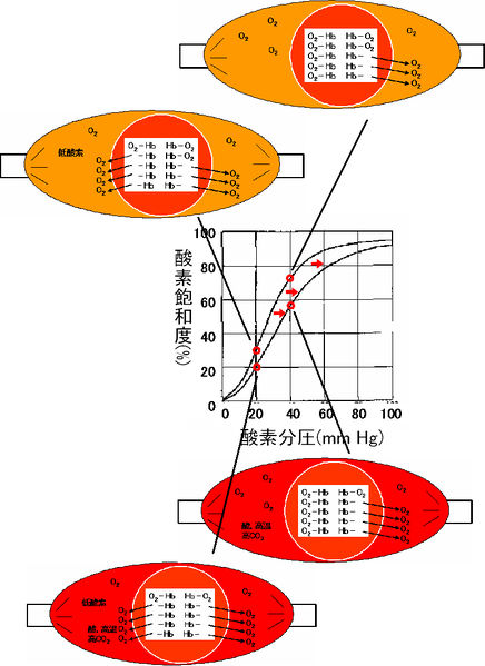 ファイル:00366.jpg