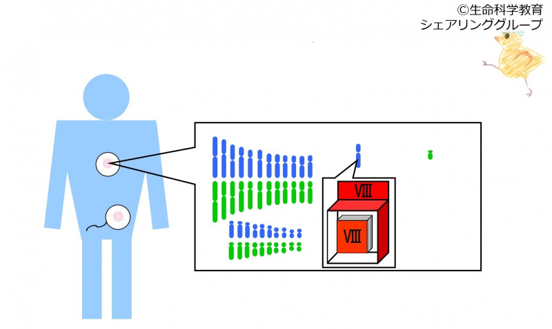 ファイル:01175-wb.jpg