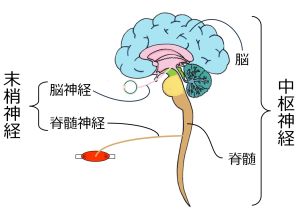 /wiki/images/thumb/0/0c/03289.jpg/300px-03289.jpg