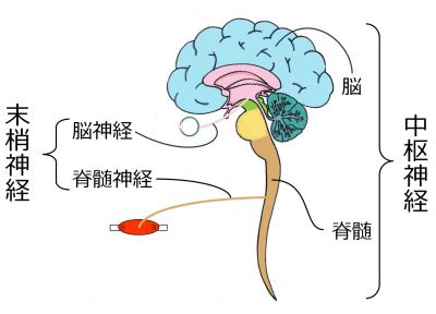 /wiki/images/thumb/0/0c/03289.jpg/400px-03289.jpg