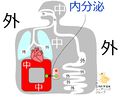 2013年4月17日 (水) 10:58時点における版のサムネイル