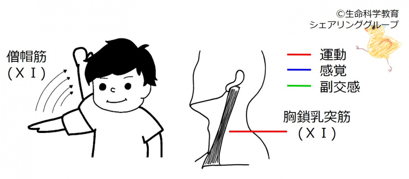 ファイル:Cranial11.jpg