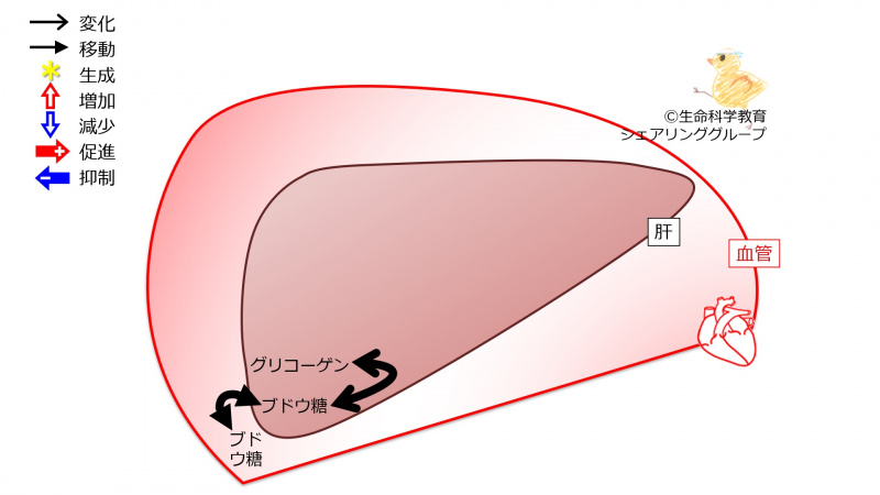 ファイル:Liverglycogen1.jpg