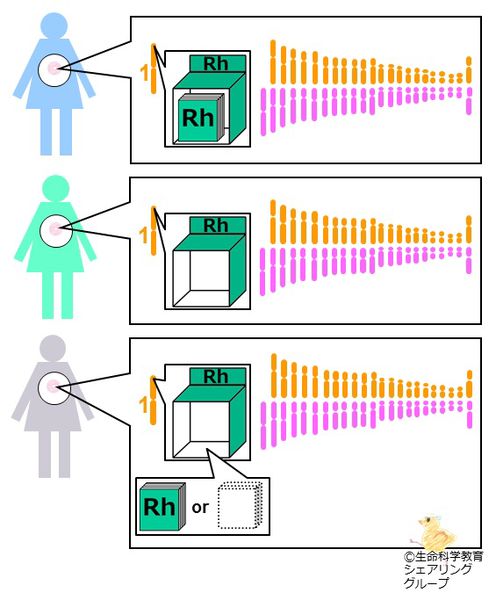 ファイル:座と遺伝子.jpg