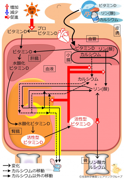 ファイル:04371.jpg