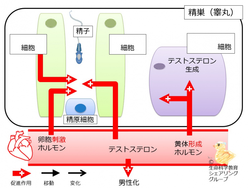 ファイル:04664-wb.jpg