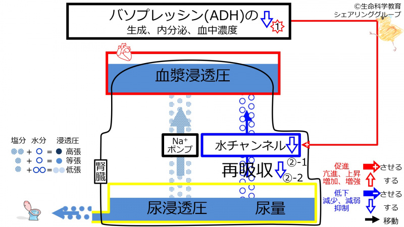ファイル:DecADH2-2.jpg