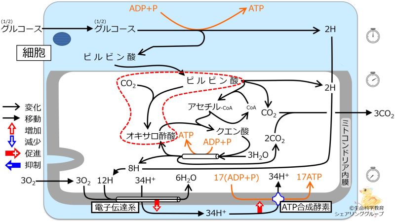 ファイル:Effectofpyruvicacid.jpg