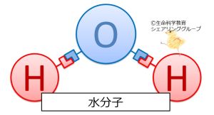 水_分子.jpg