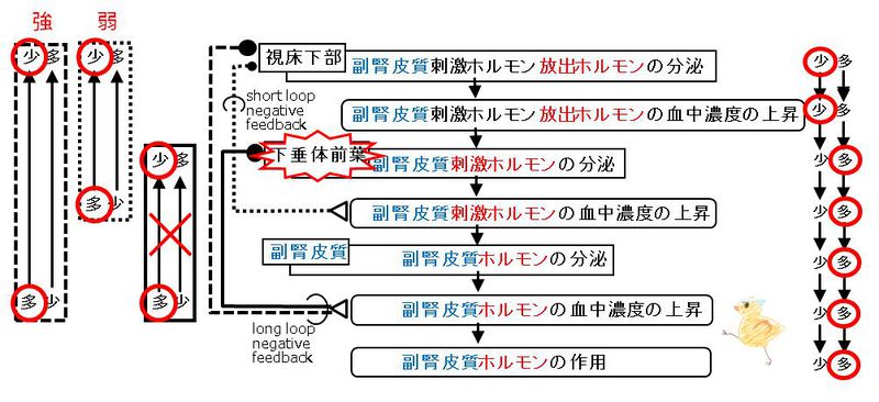 ファイル:00784.jpg