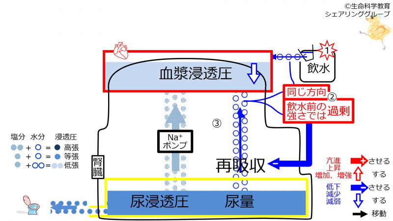 ファイル:ReabsorptionControlStartAfterWater-Jpn-2020.jpg