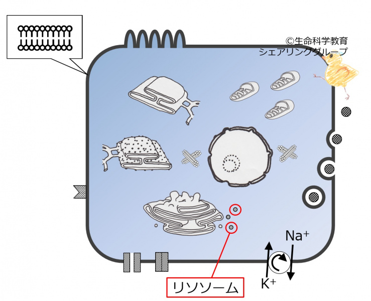 ファイル:04034.jpg