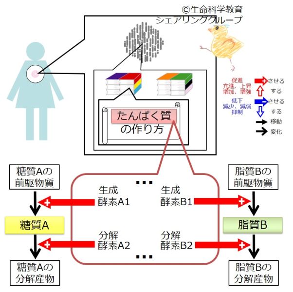 ファイル:04179.jpg