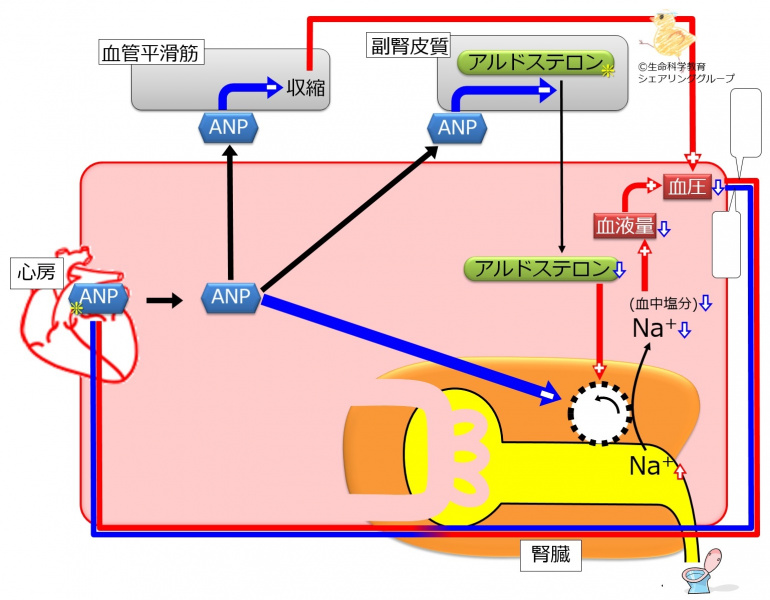 ファイル:ANP-wb.jpg