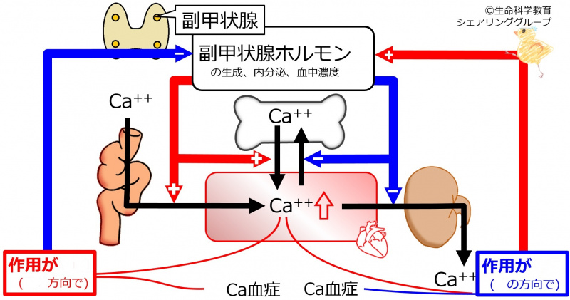 ファイル:副甲状腺ホルモン負のフィードバック-wb.jpg