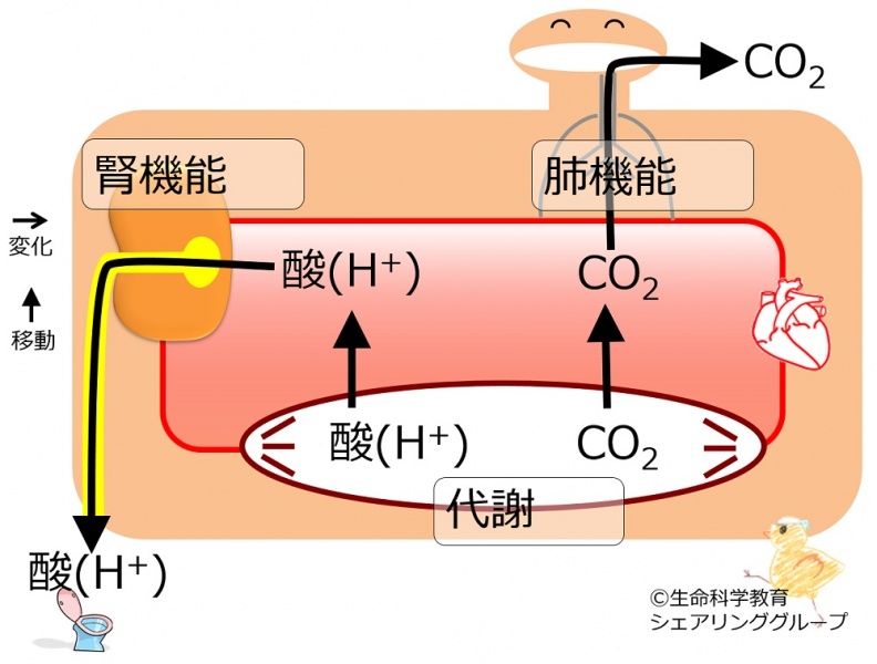 ファイル:Lungandkidney4BB.jpg