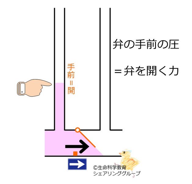 ファイル:弁 手前.jpg