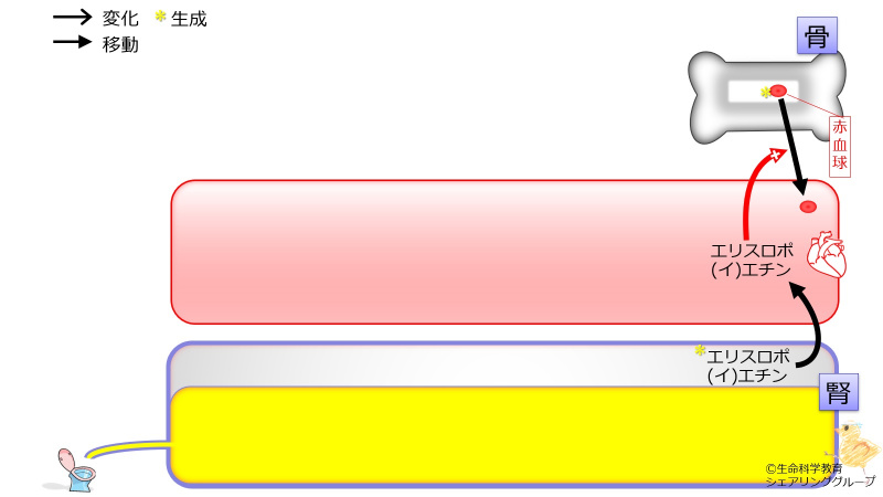 ファイル:03817.jpg