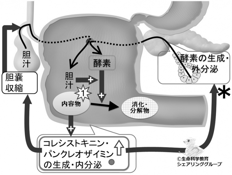 ファイル:Cckquiz01.jpg