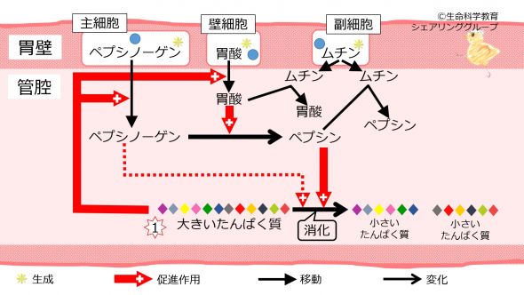 /wiki/images/thumb/1/11/Stomach_pepsinogen.jpg/590px-Stomach_pepsinogen.jpg