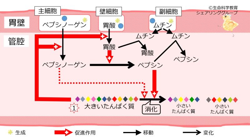 ファイル:Stomach pepsinogen.jpg