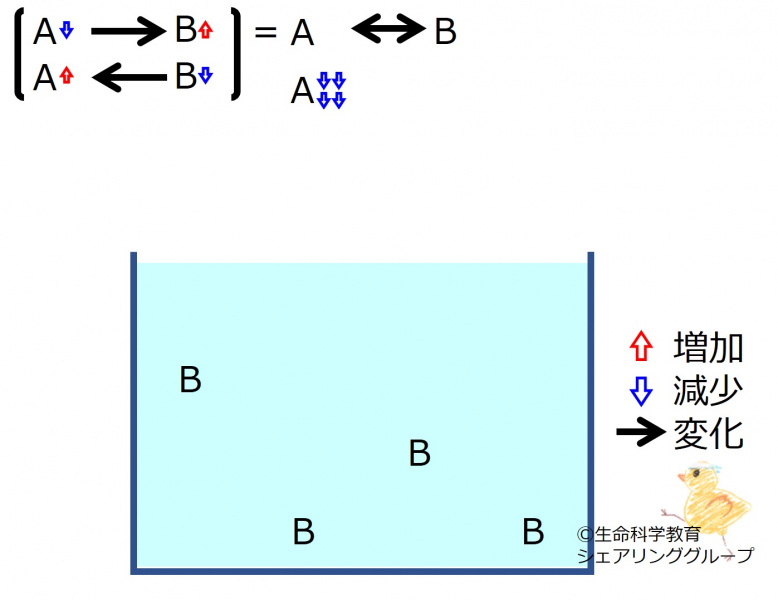ファイル:ChemicalEquilibriumChangesByDecInMolA-2.jpg